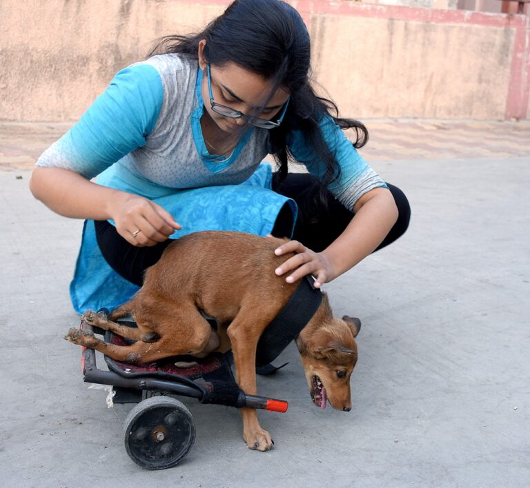 મનુષ્ય કન્યાની સંવેદનશીલતાને અચરજભરી નજરે જોઇ રહેલ મુક શ્વાન માતા